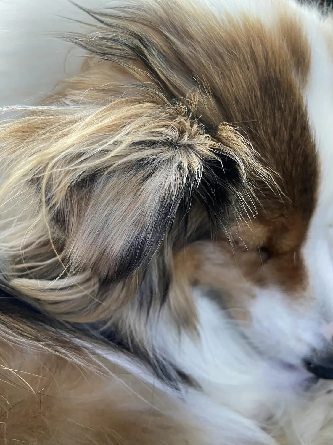 中华田园犬毛色护理全攻略：从日常护理到营养补充