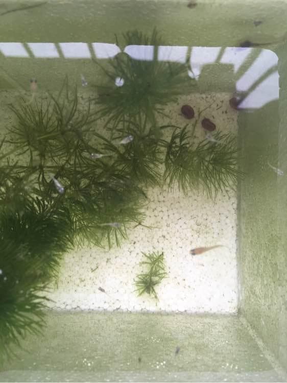 观肾背青鳉（锦鳉）：一种适合新手的观赏鱼