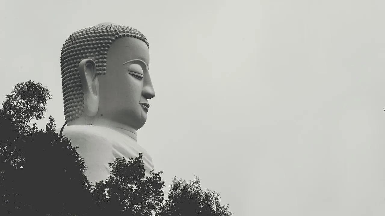 揭秘熊猫血型，罕见的神秘世界与医学焦点