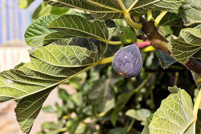 无花果种植全攻略：从繁殖到管理的实用指南