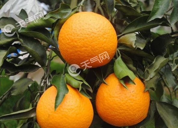青见柑橘的营养价值 青见柑橘的功效及药用大全