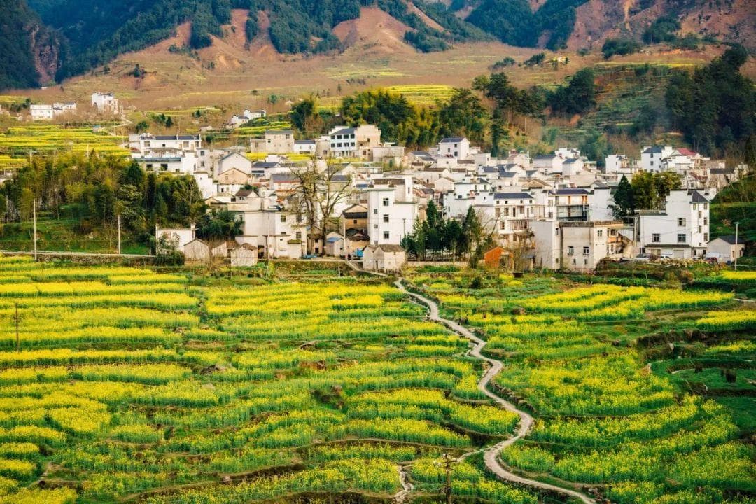 绩溪油菜花赏花攻略：2024年最全观赏地指南