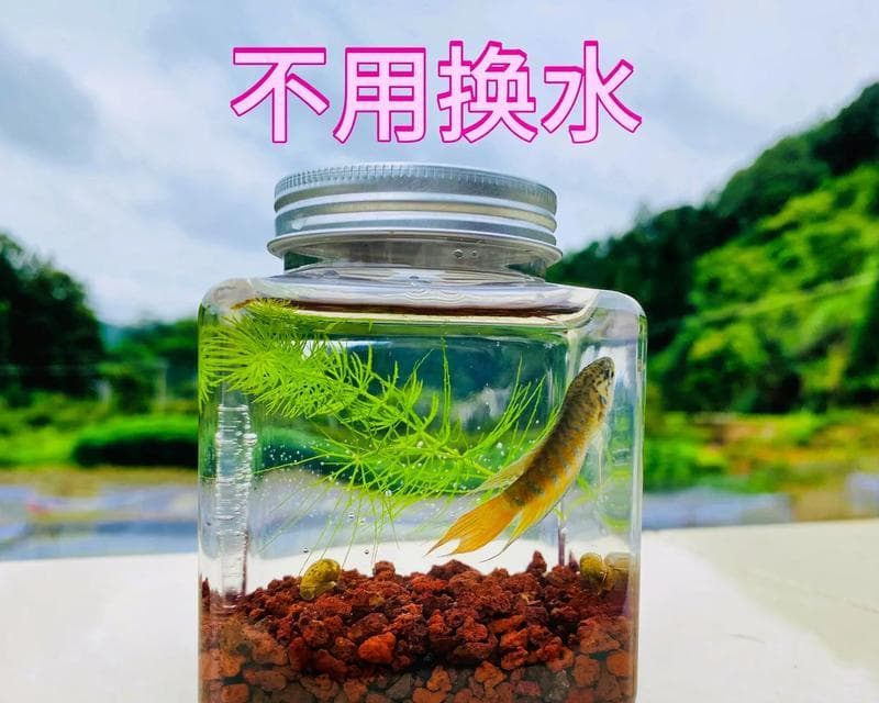 斗鱼的蔬菜饮食秘籍：中国斗鱼的营养需求及常见蔬菜选择