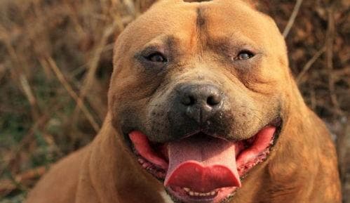 挑选比特犬：了解品种特性是关键