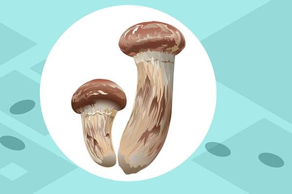 鸡腿菇的功效与作用、禁忌和食用方法