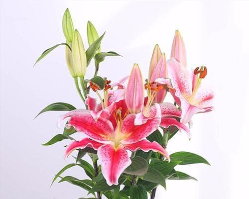 色彩相映，芳香相伴——蓝黄粉三种百合的搭配之美