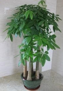 发财树多少土壤合适（想要养好“发财树”，掌握以下“要点”）