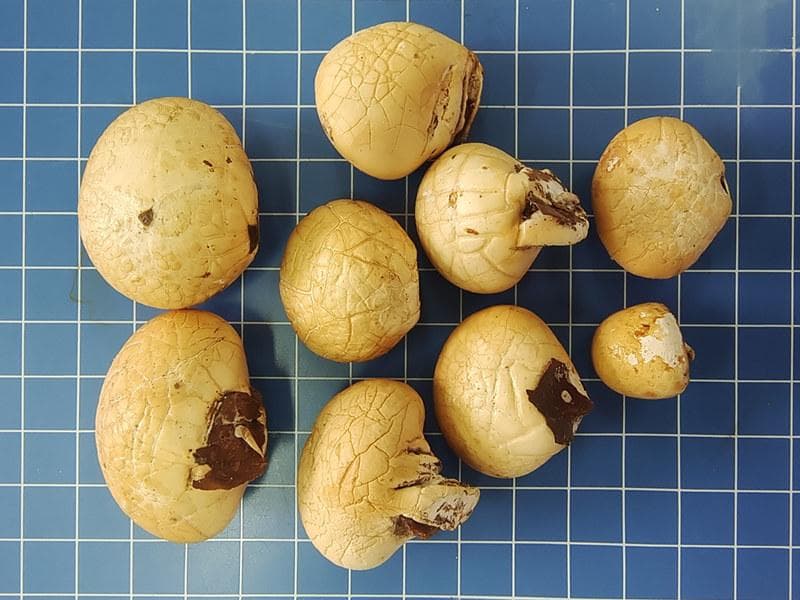 我国科学家发现秦岭大型真菌新物种