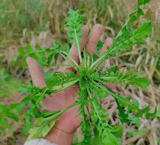 荠菜别只会包饺子！这5种搭配更好吃，降压又补钙