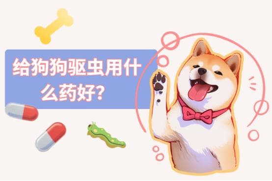 给狗狗驱虫用什么药好？新手建议收藏
