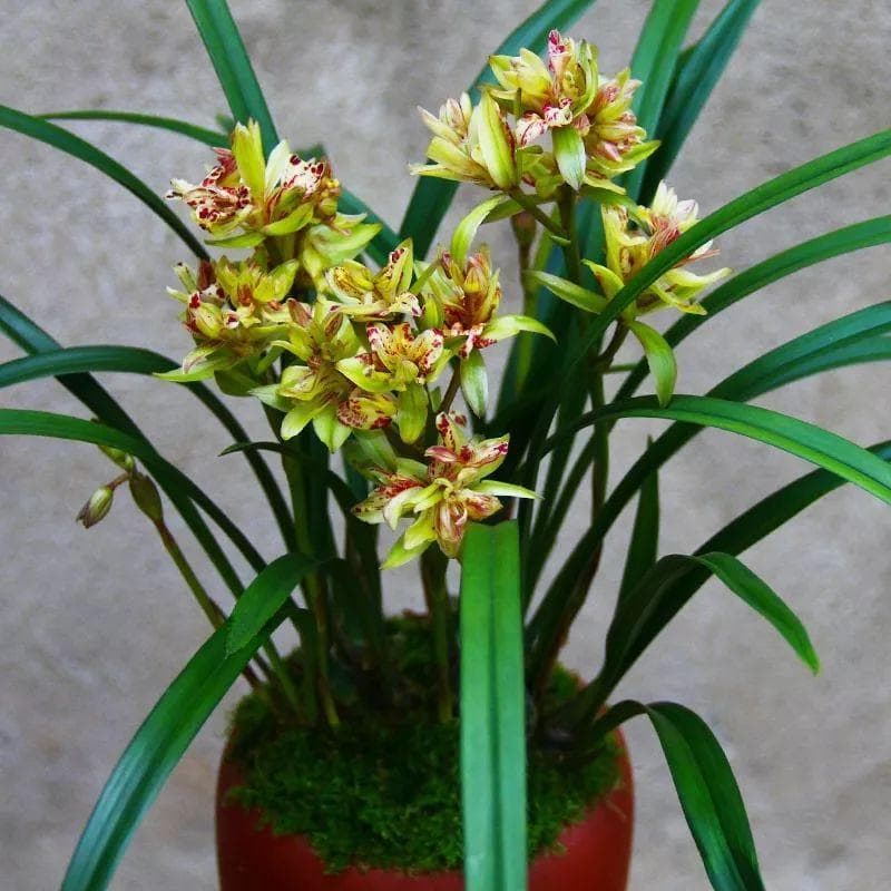 古代常种的花（深受古人喜爱的10种花草）