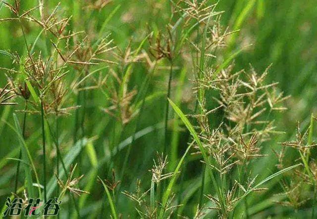 香附子草怎么除根
