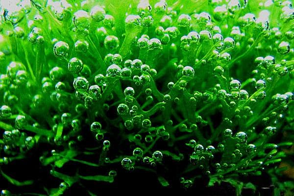 鹿角苔：水族造景中的"气泡海"制造者