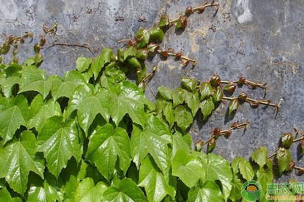 爬山虎什么时候种植比较好？