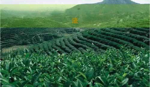 红茶饮用后涨气现象解析：原因、影响与解决方法