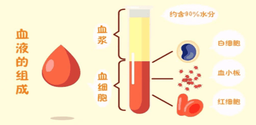 科普 | 健康血液，活力人生：了解血液成分的重要性