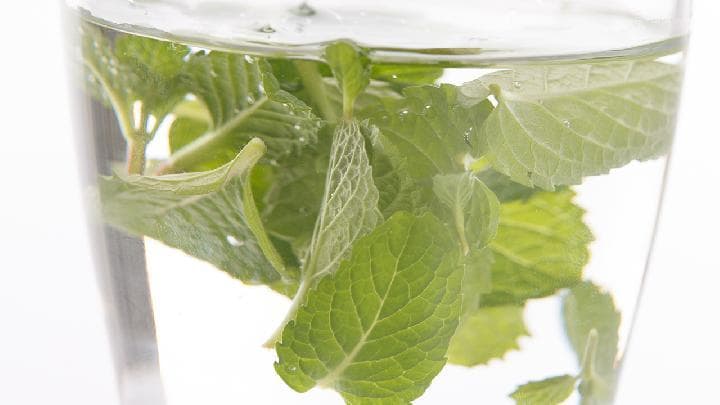 薄荷叶泡水：从入门到精通的完全指南