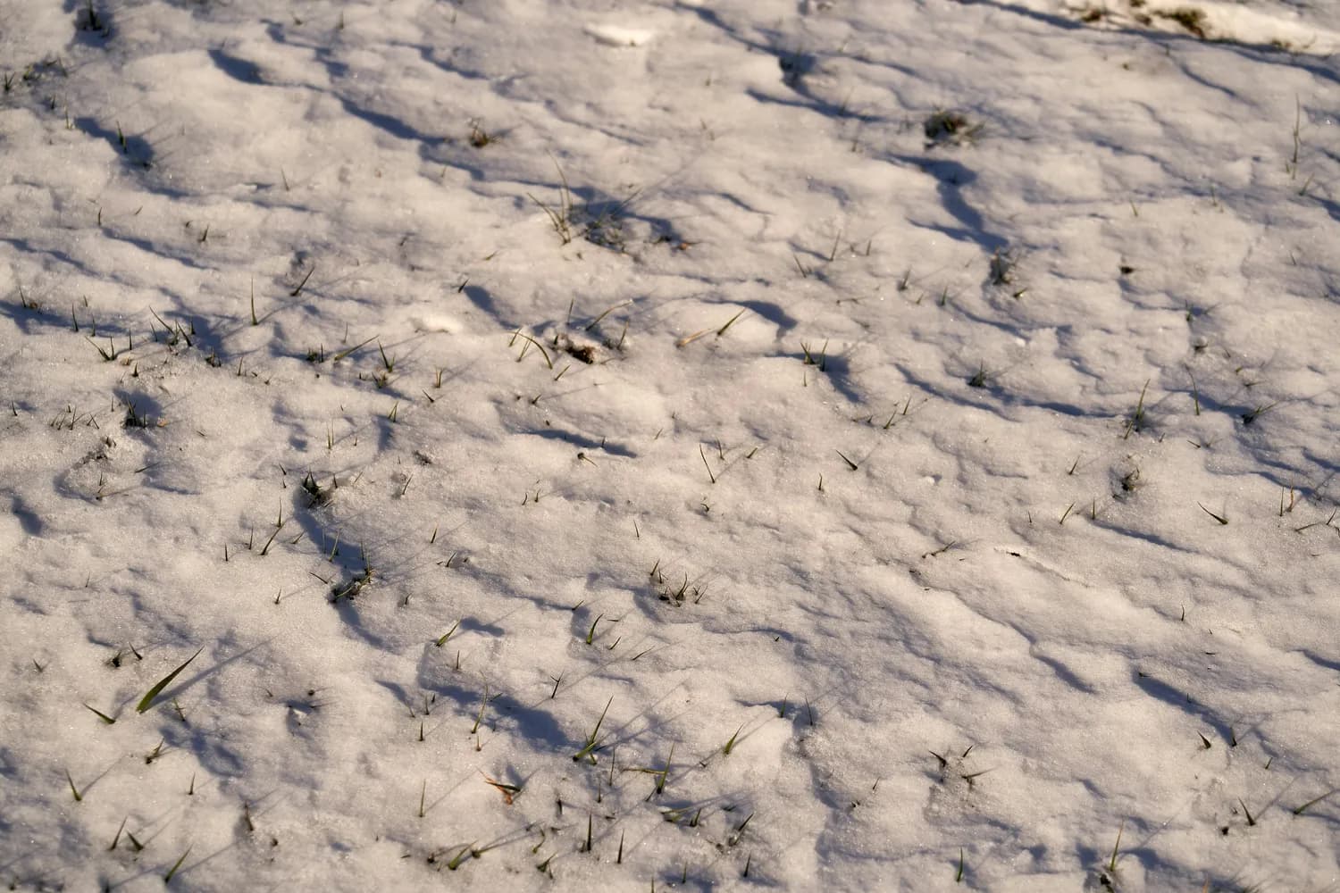 瑞雪如何助力冬小麦丰收？