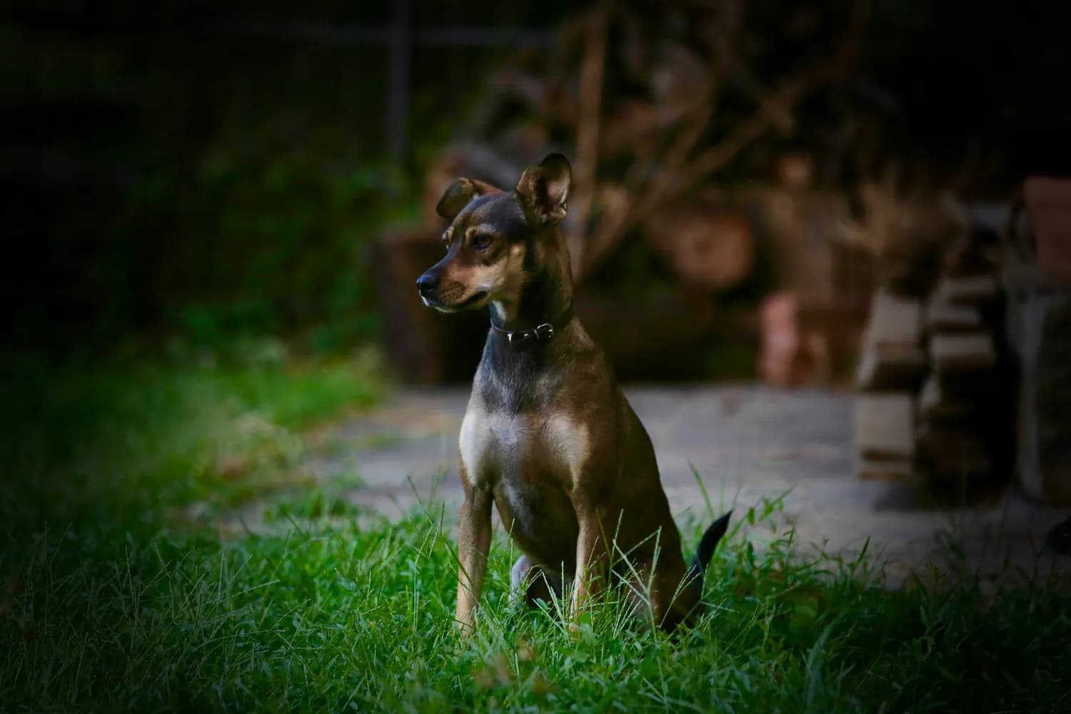 小鹿犬价格暴涨背后：揭秘市场供需失衡真相
