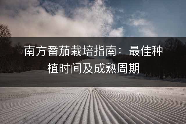 南方番茄栽培指南：最佳种植时间及成熟周期