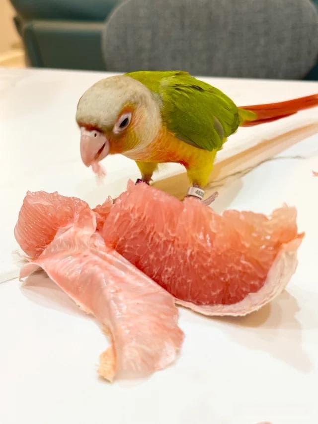 鹦鹉超全食谱丨鹦鹉喜欢吃什么食物？