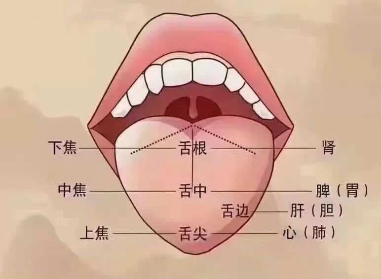 舌诊大揭秘：如何一眼看穿体内湿气的“小把戏”