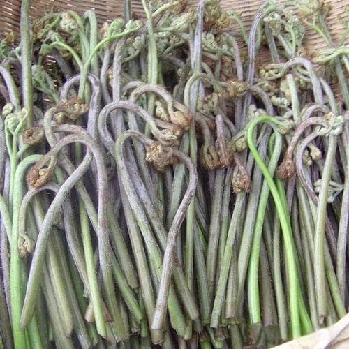 蕨菜：从山野到餐桌的千年滋味，你不试试？