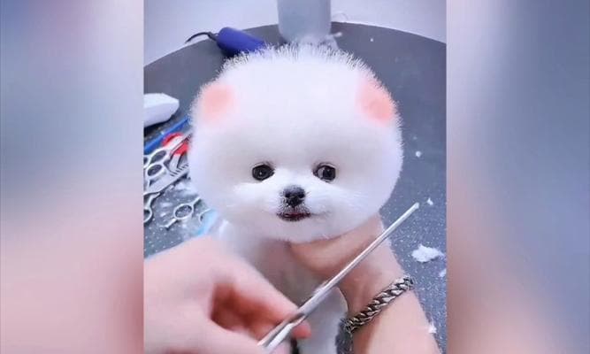 茶杯犬（养茶杯犬的人越来越少，原因何在？）