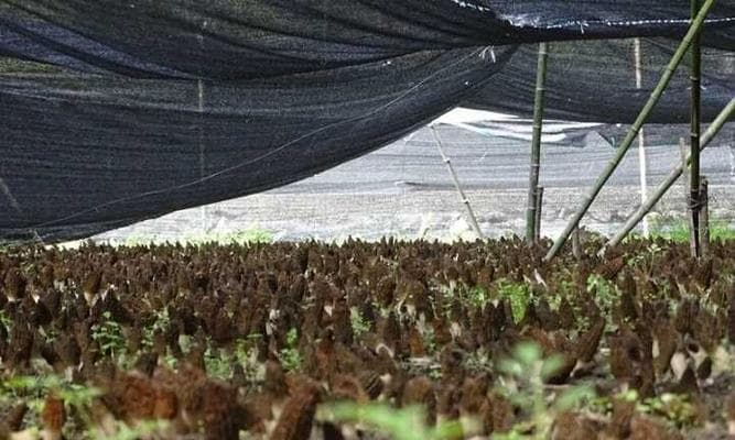 羊肚菌的种植条件与适宜地点（了解适宜的土壤、气候与环境，提高羊肚菌产量）