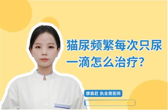 【宠医科普】猫尿频每次只尿一滴怎么治疗？