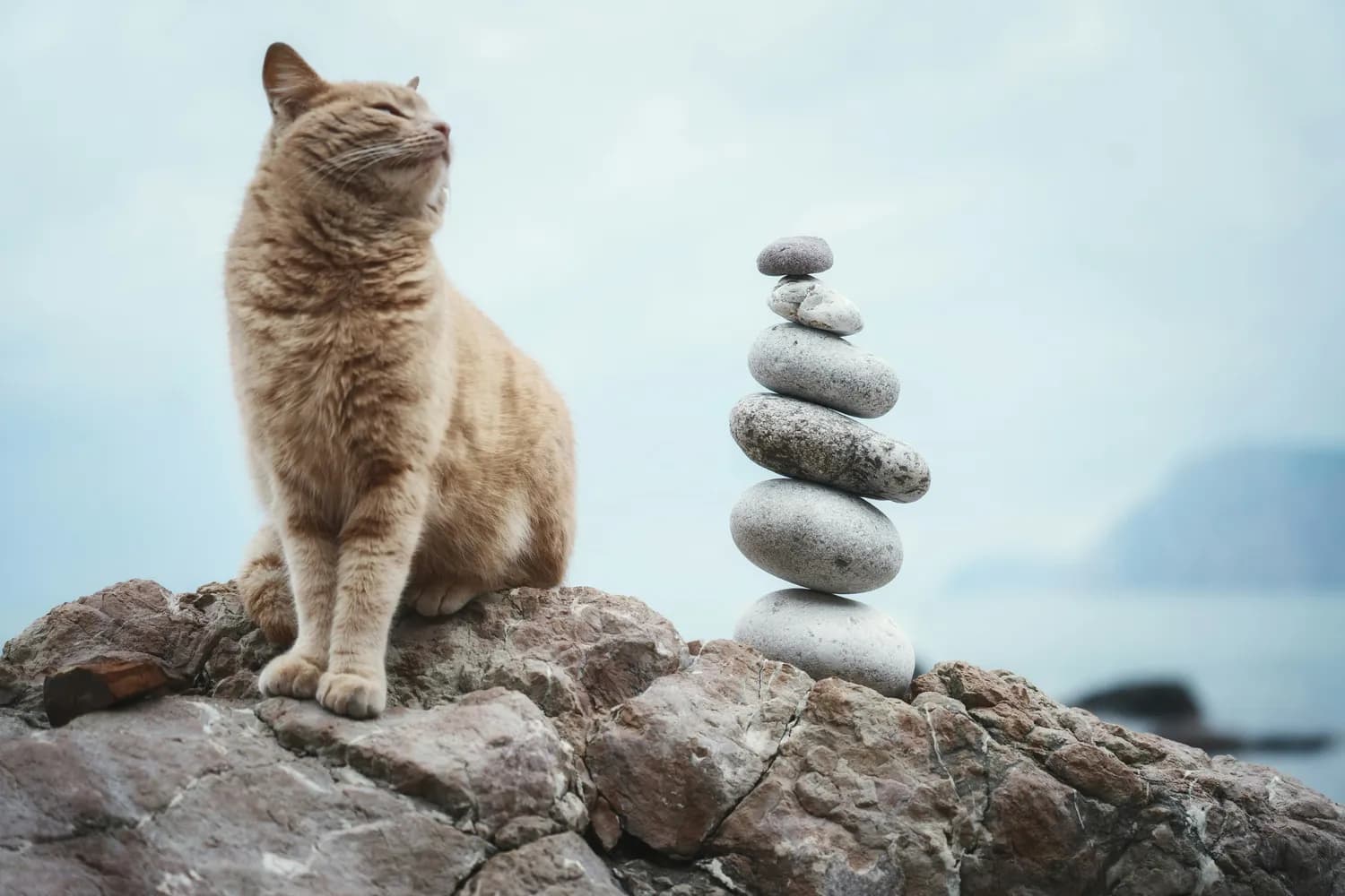 职场压力这只“猫咪”：从识别到应对的完整指南