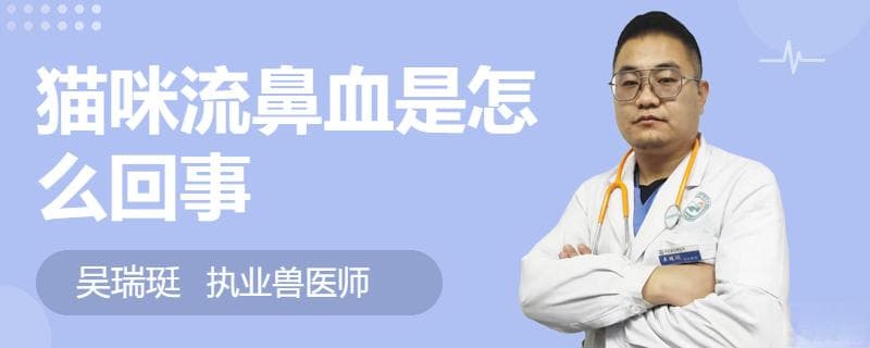 猫咪流鼻血是怎么回事