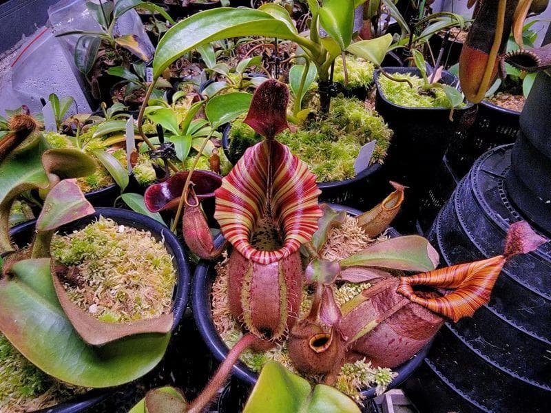 上海植物园展出的“捕虫界”明星：维奇猪笼草