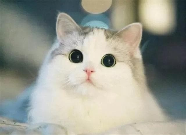 猫影随行：探寻养猫的十大益处！