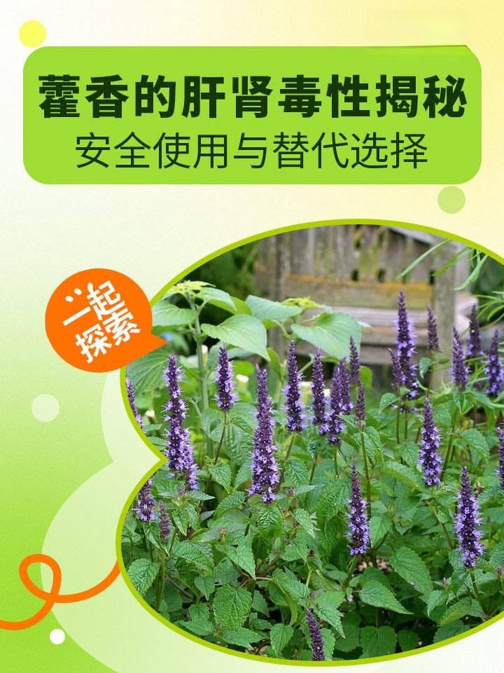 藿香的肝肾毒性揭秘：安全使用与替代选择
