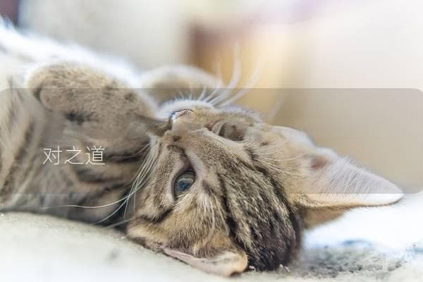 猫咪最怕什么？揭秘猫咪的恐惧与应对之道
