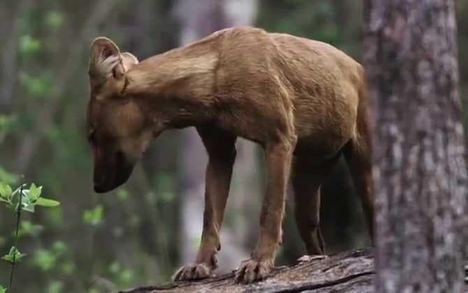 豺：亚洲南部特有犬科动物，已列入国家一级保护野生动物名录
