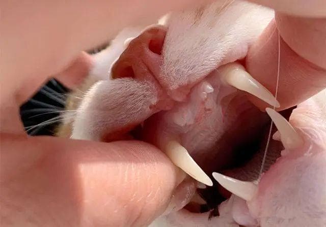 猫的哈欠表示的6个意思!不仅仅是因为困!?