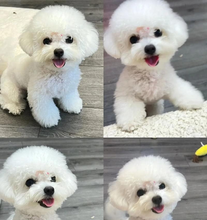 比熊犬的饮食需求与合理喂养（了解比熊犬每个阶段的饮食要求，让它健康成长）