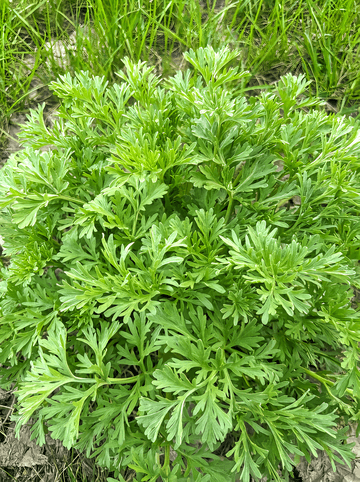 白蒿：一种具有多重价值的菊科植物