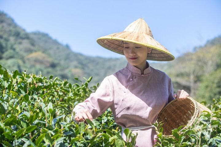 春分将至西湖龙井待开采，产量增2-3%品质更胜往年