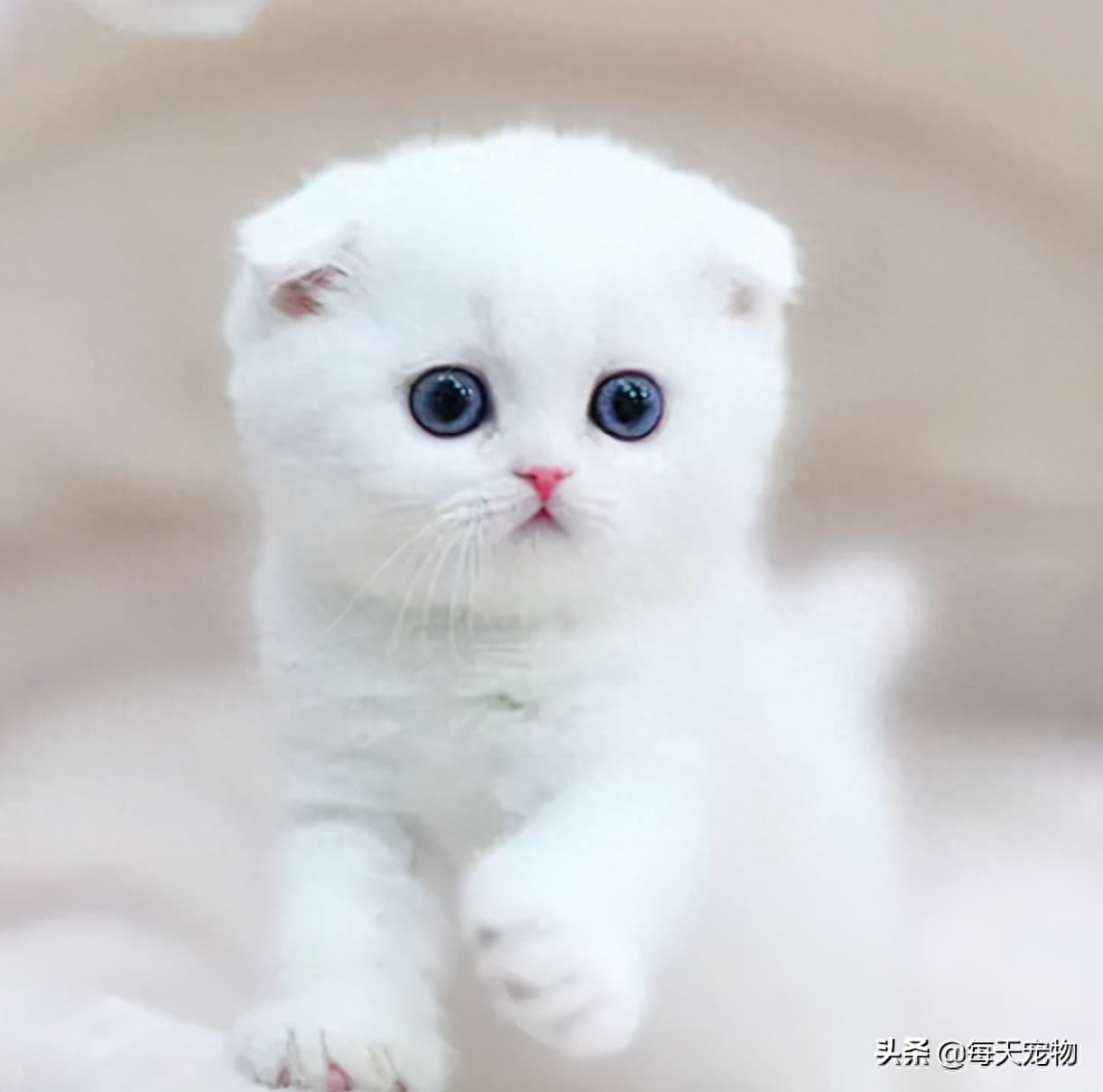 白猫的五大性格分析！优雅聪慧兼具，简直是“精灵系萌猫”