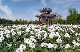 诗词中的菏泽，细看诗人妙笔绘山河！