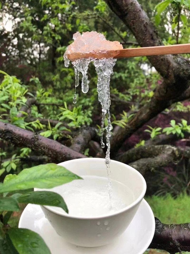 揭秘雪燕：珍稀植物木髓分泌物，滋补圣品如何炼成？
