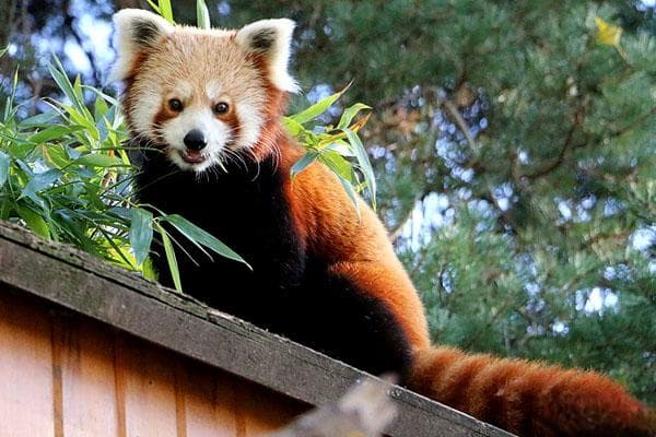 喜马拉雅小熊猫：温顺可爱的“迷你”熊科动物
