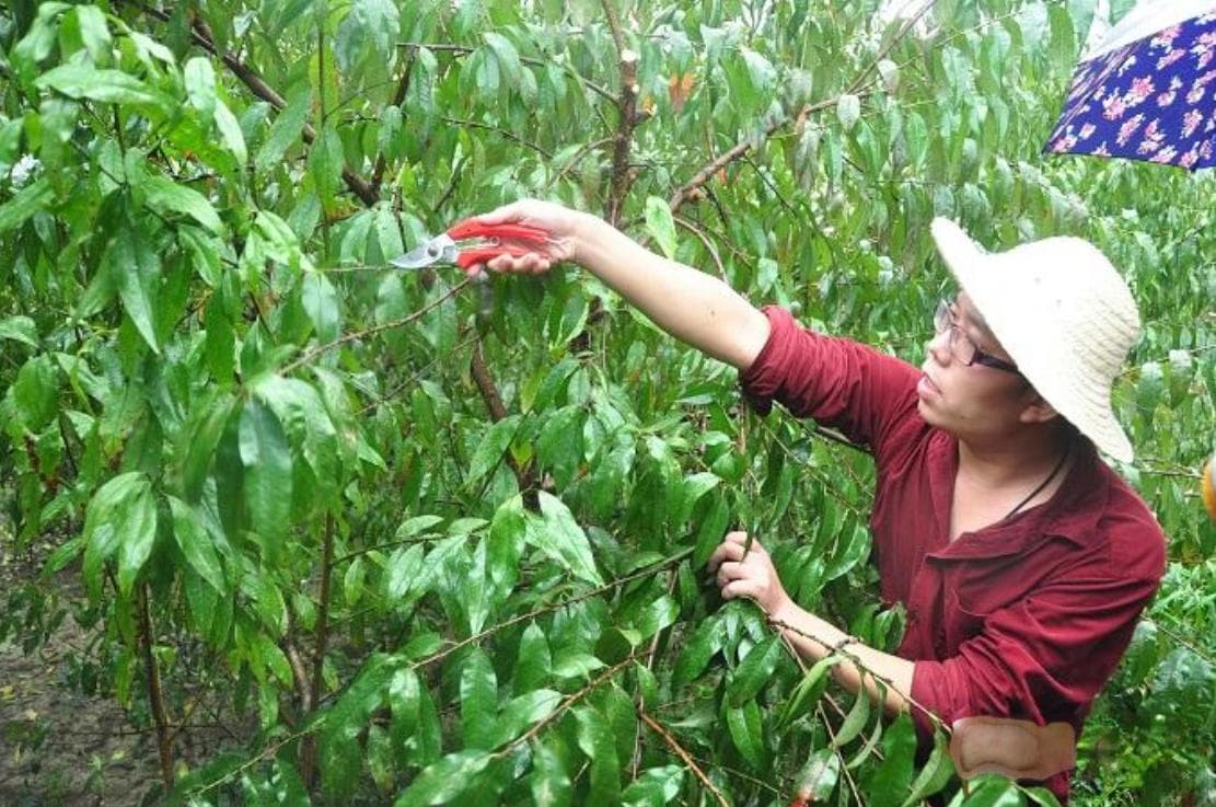 桃树摘果后如何科学夏剪？这些关键技巧请收好