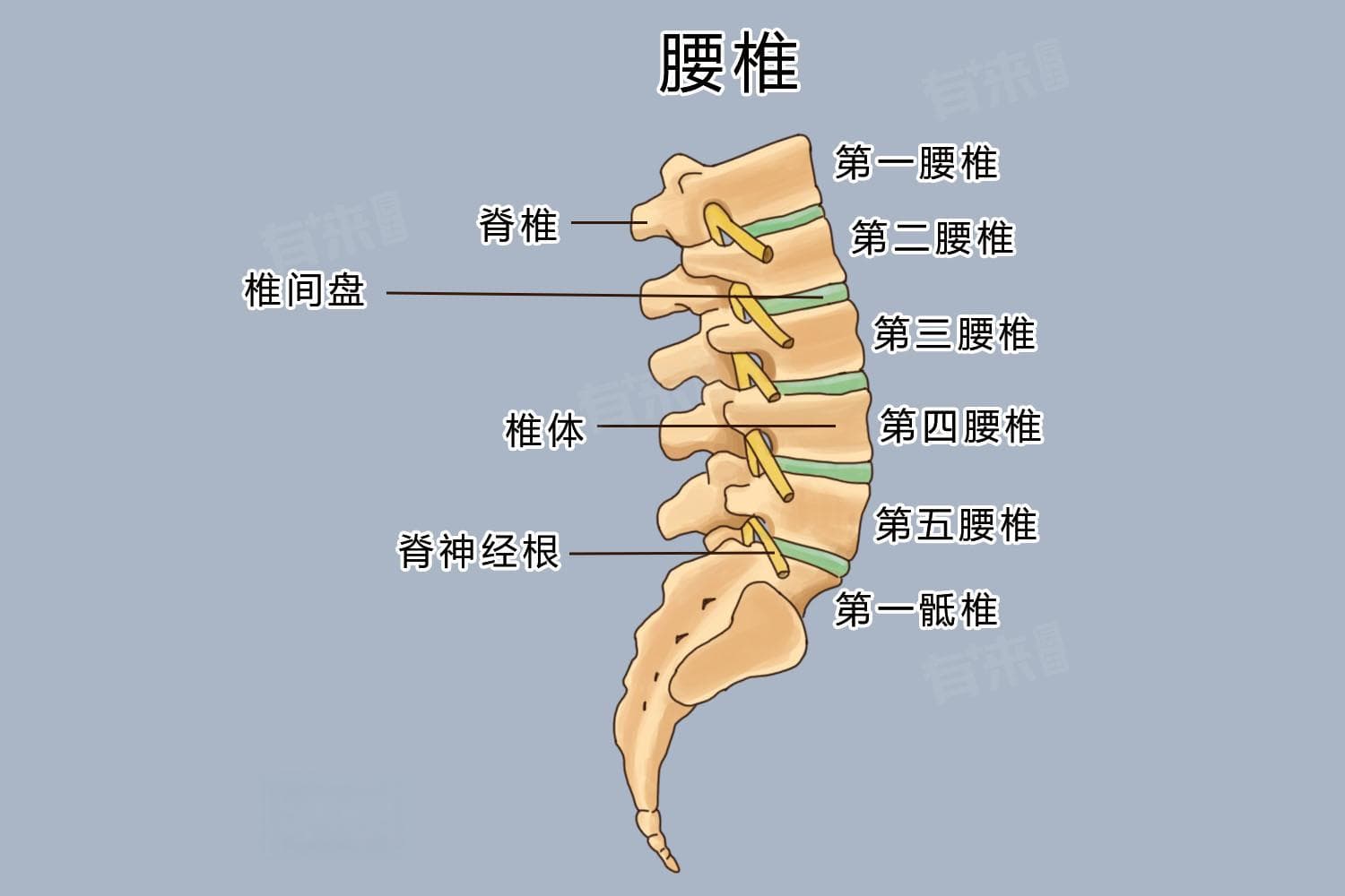 人的腰椎有几节