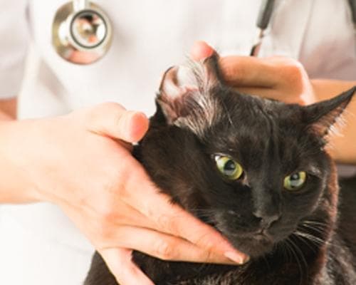 如何为你的宠物猫进行全面体检（了解猫猫身体健康的重要性与体检的必要性）