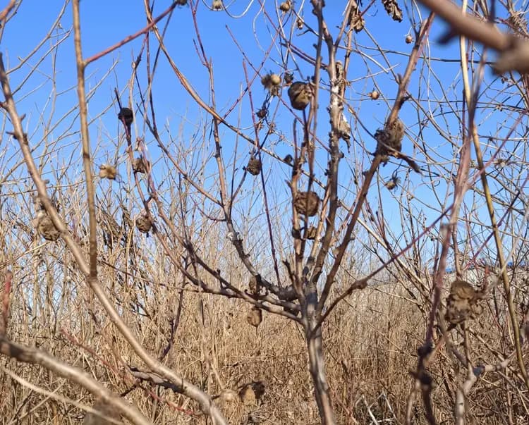 老人言：“一桃压百魅，一枭镇千邪”，枭是什么植物？有何妙用？