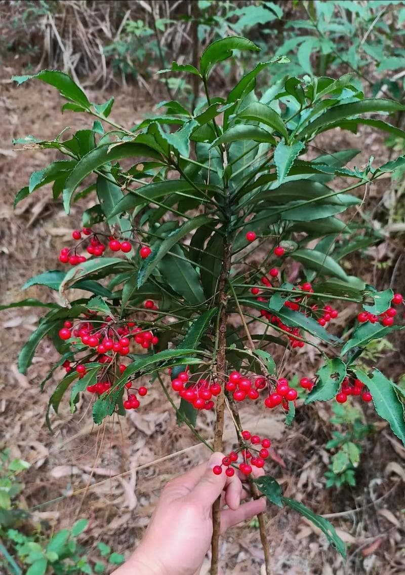 探秘富贵子的花期及其特点（从开花到结果，全面解读富贵子生长周期）